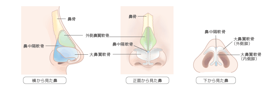 鼻尖の構造イラスト
