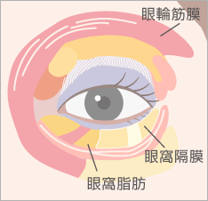 目の下のたるみとり：経結膜下脱脂法イラスト：正面の解剖図